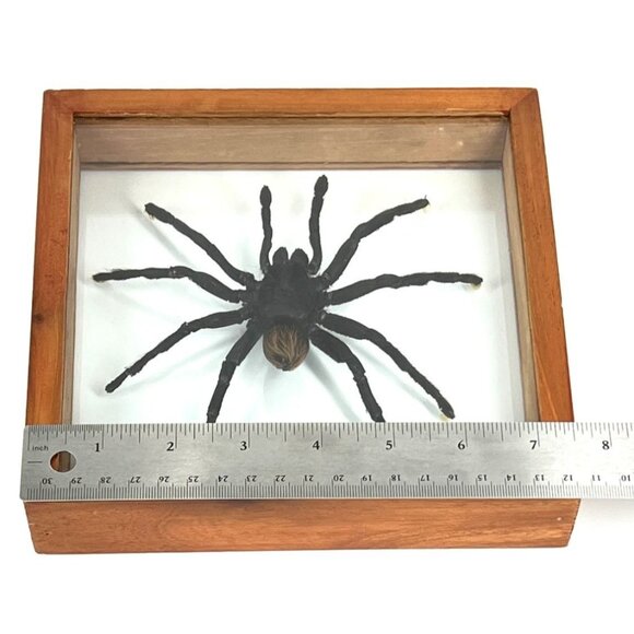 Tarantula Taxidermy Yucatan Rust Rump Giant Hairy Real Spider Between Glass - Picture 6 of 15